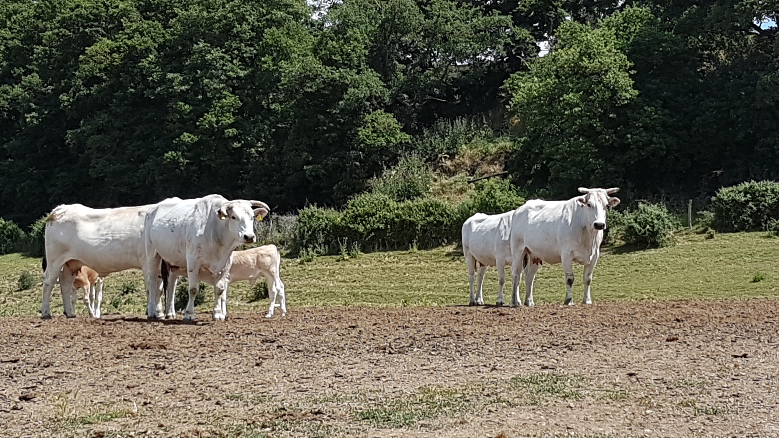 IGP - Vitellone Bianco dell'Appennino Centrale
