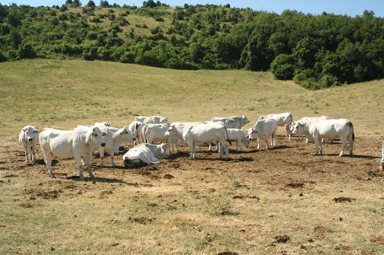 IGP - Vitellone Bianco dell'Appennino Centrale