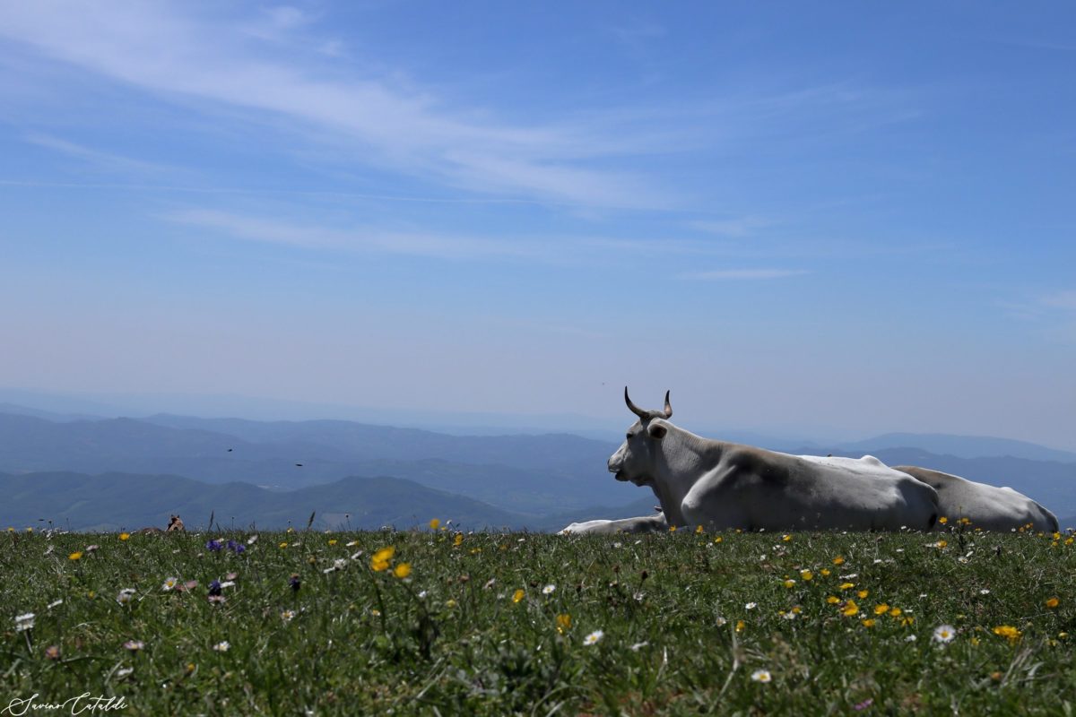 SAVINO CATALDI_La Marchigiana dal Monte Cucco1