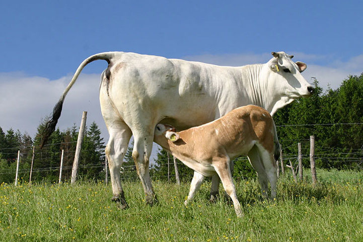 vitellone-razza-chianina