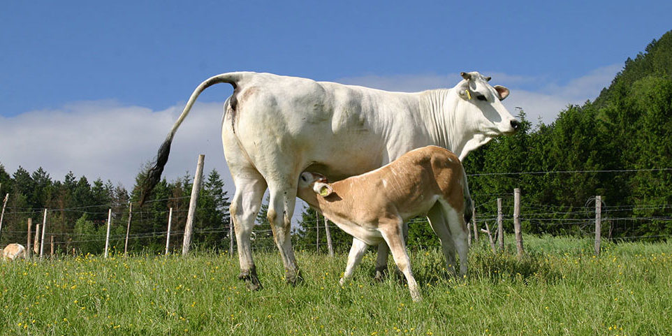 vitellone-razza-chianina