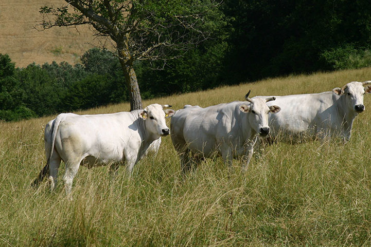 vitellone-razza-marchigiana