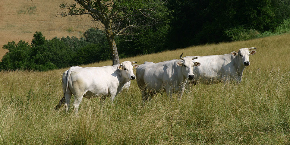 vitellone-razza-marchigiana